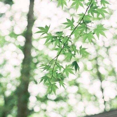 张雪峰社交平台账号头像已变成黑白色