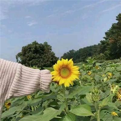 特朗普政府加码打压可再生能源 专家称风电发展势头难阻
