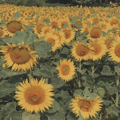 赛诺医疗连续五个季度实现盈利 但仍需补亏年报暂不分红