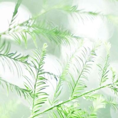 彩神vip官网