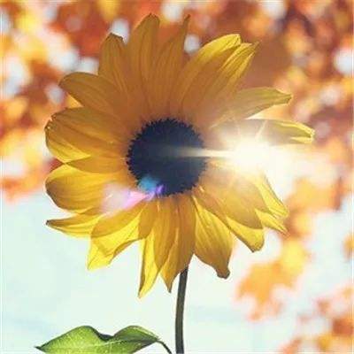 背德的长发公主